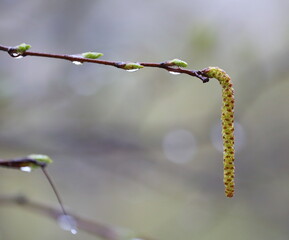 Birch catkins on a spring branch with raindrops