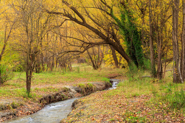 Autumn landscape with a small stream running through a forest of bright fall foliage. Photographed at Bush Creek, Arrowtown, New Zealand