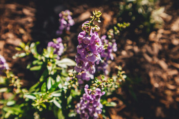 purple flower with natural background