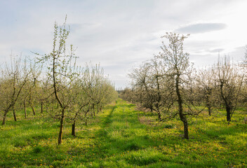 The plantation of young apple trees in the farm