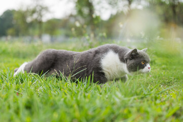 British shorthair cat crawling on the grass
