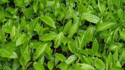 日本の池に生えるミソハギ。植物を真上から撮影。