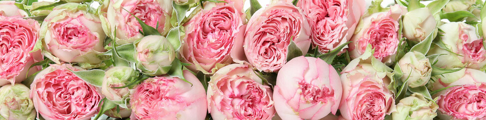 Beautiful pink roses on whole background, top view