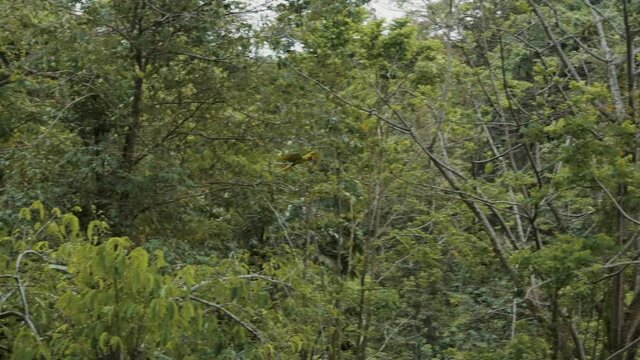 Buffon's Macaw Flying In A Wildlife Sanctuary At Daytime - low angle shot