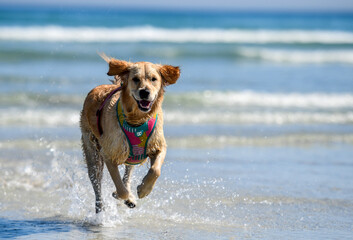 dog running on the beach