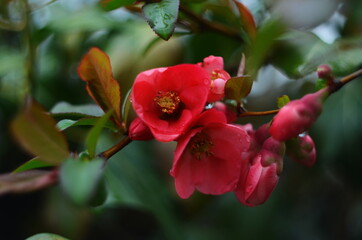 Beautiful flowers of Maule's quince (Chaenomeles japonica) at spring.