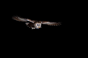 Night Tawny owl in the forest (nature reserve Brdy)