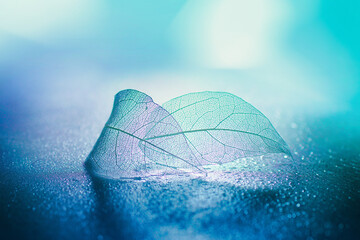 Two transparent skeleton leaves macro on wet surface on blue background in nature with beautiful...