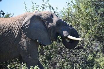 African elephant eating leaves from a tree