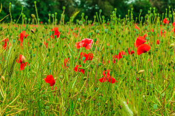 A grain field with poppies. Some wildflowers with red flowers. Rapeseed with fruit cluster, barley, wheat in the field. Lots of poppy seed capsules in nature. Trees in the background