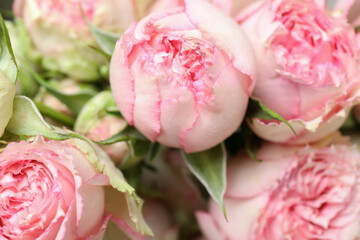 Fototapeta premium Beautiful pink roses on whole background, close up