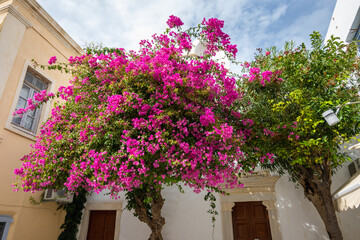 Fototapeta na wymiar Blooming bougainvillea flowers on street in Parikia town on the island of Paros. Cyclades, Greece