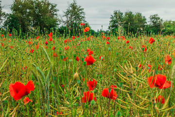 Several poppies in the middle of a grain field. Wildflowers with red flowers. Trees in the background. Individual flower stalks with buds and seeds on the green grass and cereal stalks.
