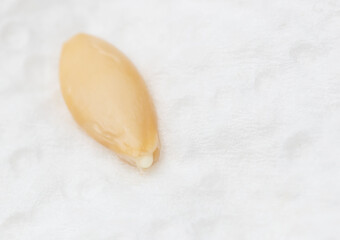 Cucumber seeds germinate for seedlings.