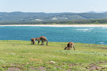 Group of Grey Kangaroo in a Green Meadow whit Seascape at Background.Nature Concept.Wildlife Concept