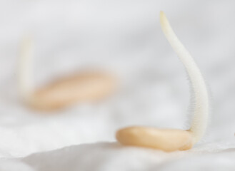 Cucumber seeds germinate for seedlings.