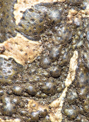 Warts on the skin of a toad.