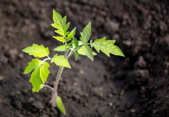 Tomato seedling in the ground in the garden.