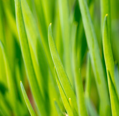 Green onions in the garden.