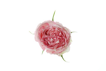Beautiful rose flower isolated on white background