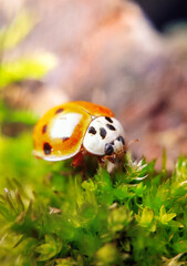 ladybug on grass