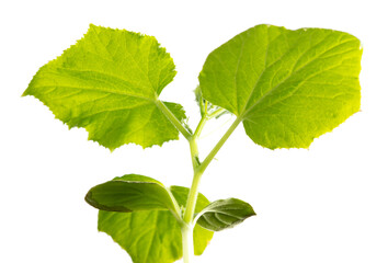 Green leaves of a cucumber plant isolated on a white