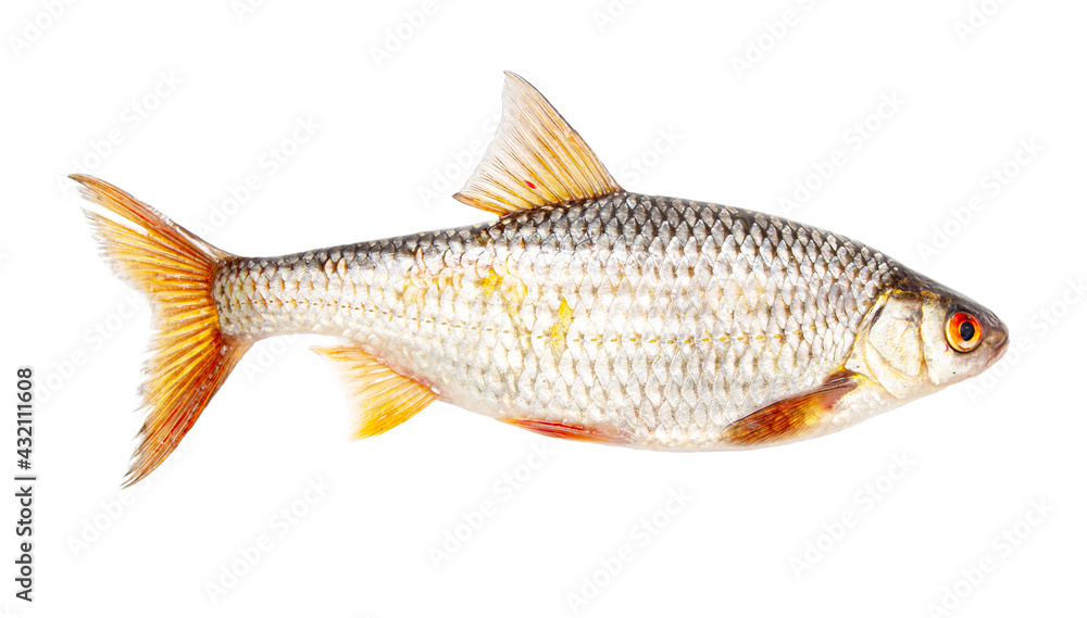 Poster Redfin fish isolated on white background.