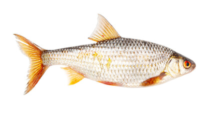 Redfin fish isolated on white background.