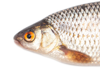 Fish head isolated on a white background.