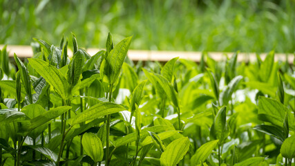 Obraz premium 日本の公園に生えるミソハギ。公園の池と桟橋。