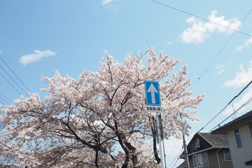 blue sky Sakura Cherry blossom with Bike way sign 
