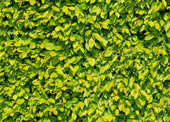 Junge Blätter der Hainbuche, Carpinus betulus