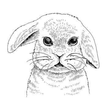 Hand drawn portrait of funny baby rabbit.