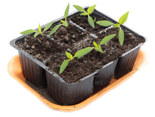 Bell pepper seedlings on a white background.