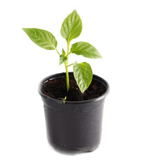 Bell pepper seedlings on a white background.