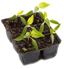 Bell pepper seedlings on a white background.