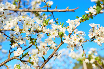 Obraz premium Branches of cherry plum tree in blossom against blue sky. Selective focus