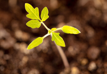 Tomato seedling in the ground in the garden.