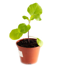 Eggplant seedling on a white background.