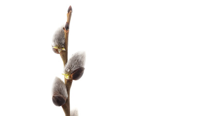 Willow branch isolated on white background.