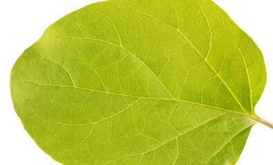 Green leaf of eggplant on a white background.