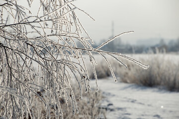 The branches of the tree are covered with frost on a winter sunny cold day