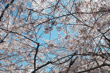 Sakura Cherry blossom and sky
