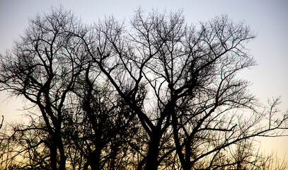 Bare branches of a tree at sunset.
