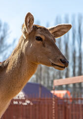A portrait of a deer at the zoo.