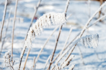 The grass is covered with frost on a winter sunny cold day