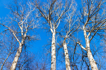 Bare branches of a tree against a blue sky.