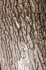 Bark on a tree as an abstract background.