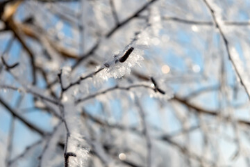 The branches of the tree are covered with frost on a winter sunny cold day