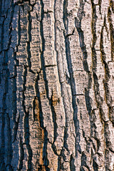 Bark on a tree as an abstract background.